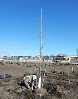 Planting trees in the west end of Windjammer Park