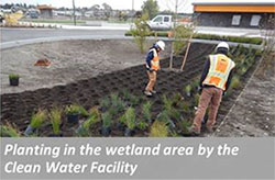 Planting in the wetland area by the Clean Water Facility