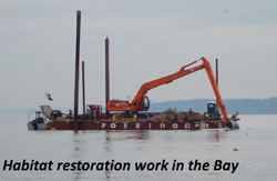 Habitat restoration work in the Bay