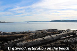 Driftwood restoration on the beach