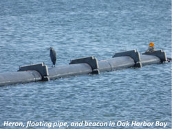Heron, floating pipe, and beacon in Oak Harbor Bay
